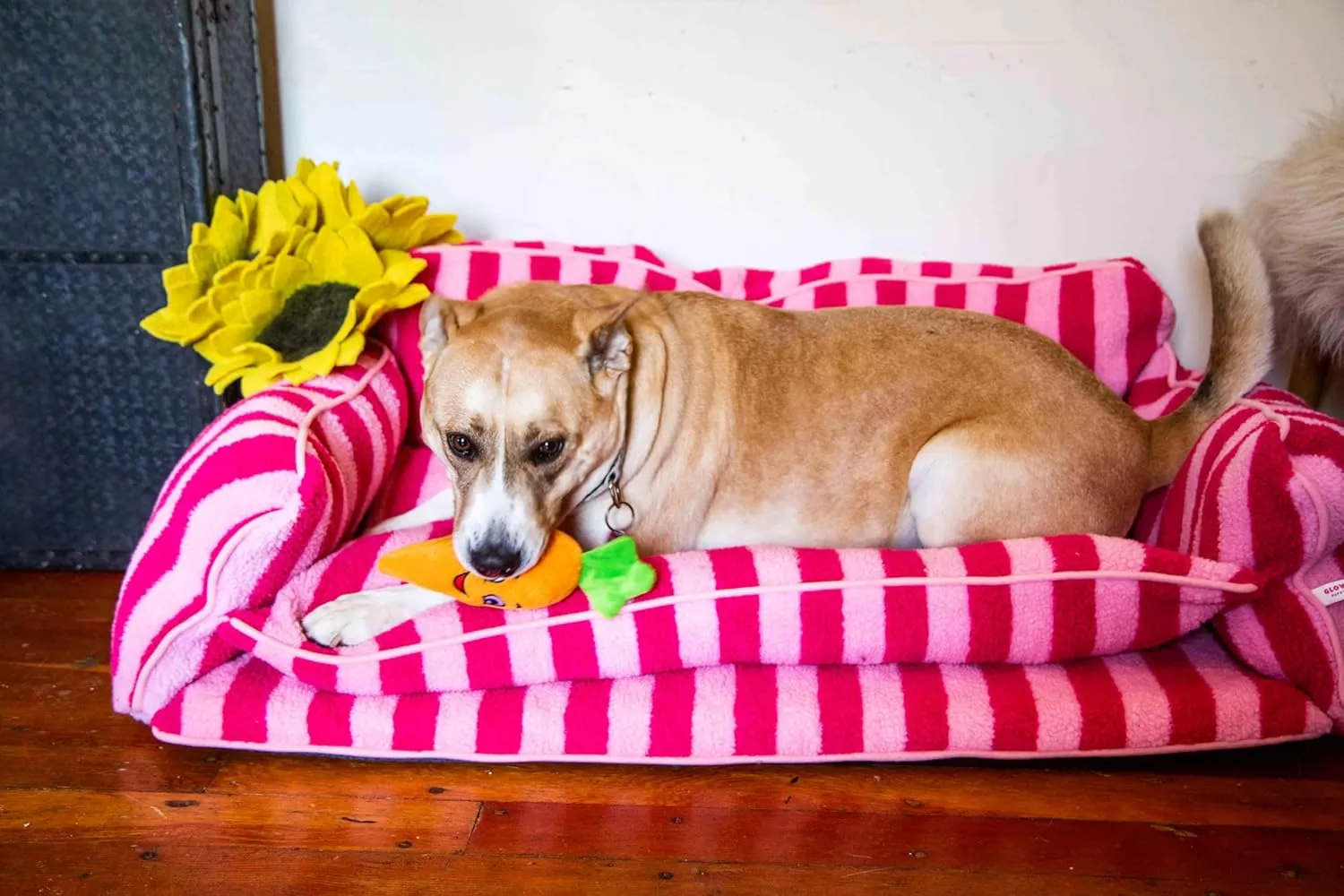 Dog Bed - Luxurious and Decorative Design Enhances Home Decor - Pink Cat Bed, Striped Pet Bed, Dog Sofa Bed with Premium Pillow Cushions for Ultimate Pet Comfort - Machine Washable Cover (Pink, XXL)