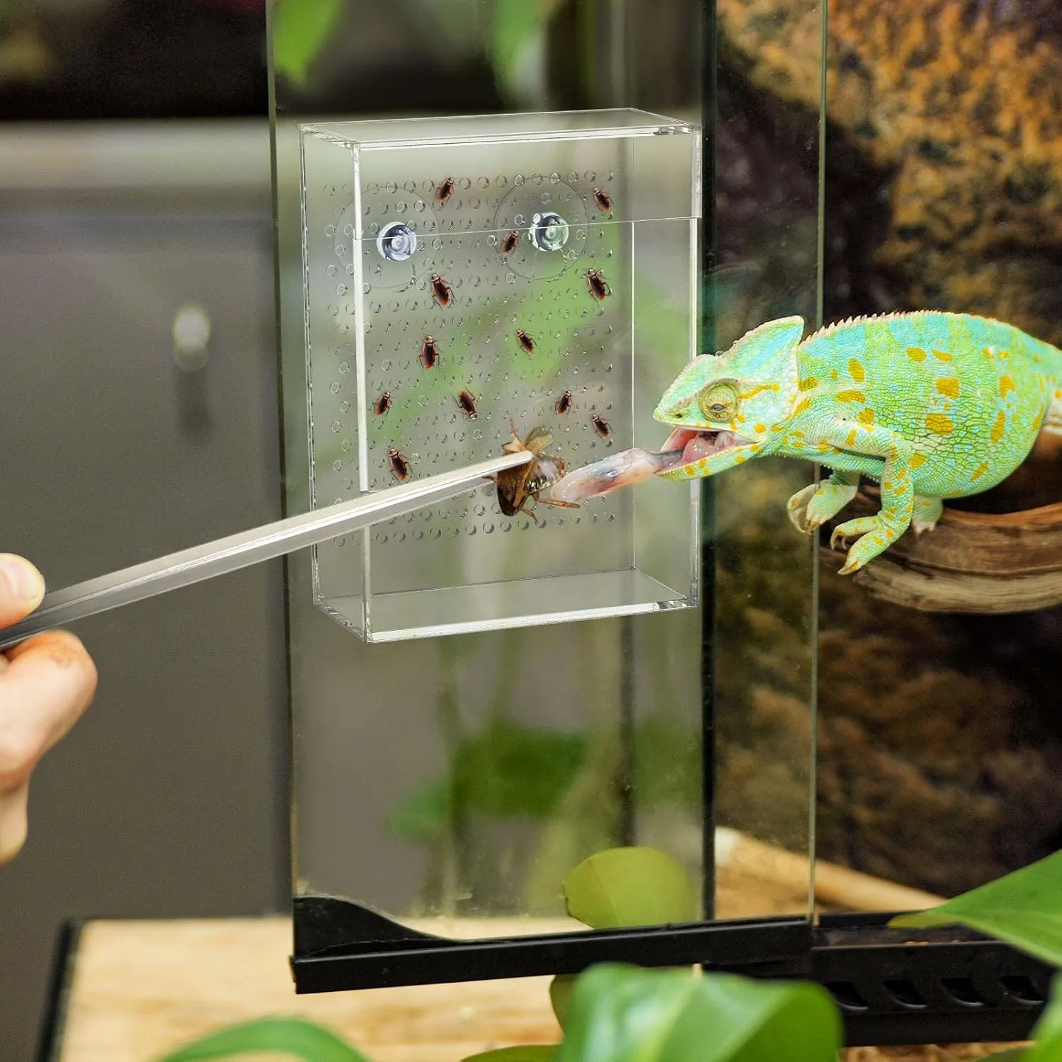 Geyoga Bearded Dragon Feeder with Suction Cups and 2 Tweezers Chameleon Bug Bowl Bug Feeder for Bearded Dragon Acrylic Reptile Feeding Box Tank and Aquarium Accessories for Lizard Gecko Frog(Clear)