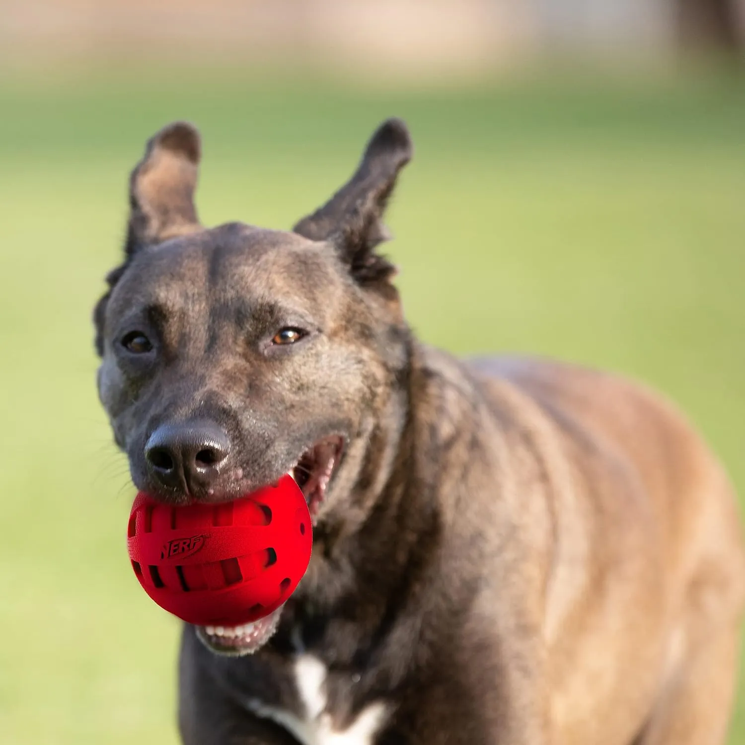 Nerf Dog Rubber Ball Dog Toy with Checkered Squeaker, Lightweight, Durable and Water Resistant, 4 Inch Diameter for Medium/Large Breeds, Single Unit, Red